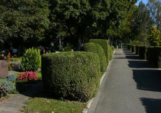 Buchshecke auf einem Friedhof